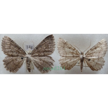 Charissa obscurata (Denis & Schiffermüller, 1775) pair Pomrok ciemniak Czech14g